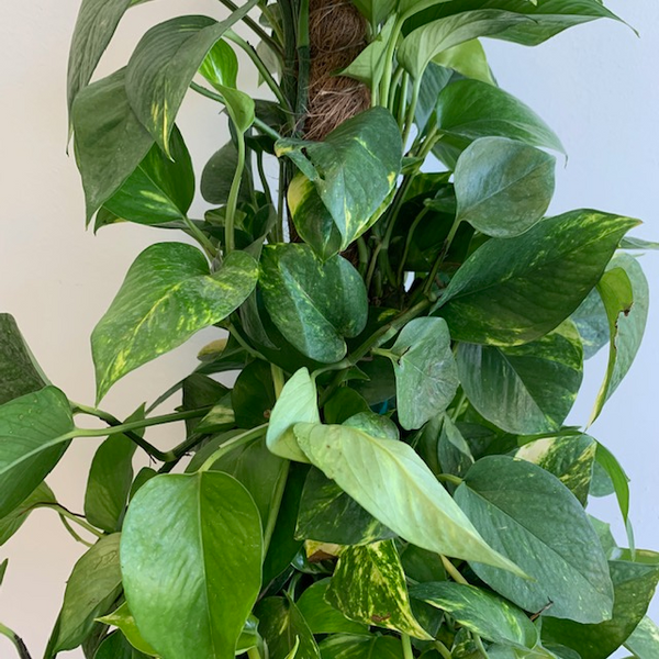 10' Golden Pothos on totem - Four Seasons Garden Centre