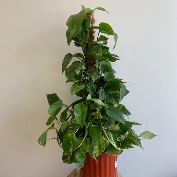 10' Golden Pothos on totem - Four Seasons Garden Centre