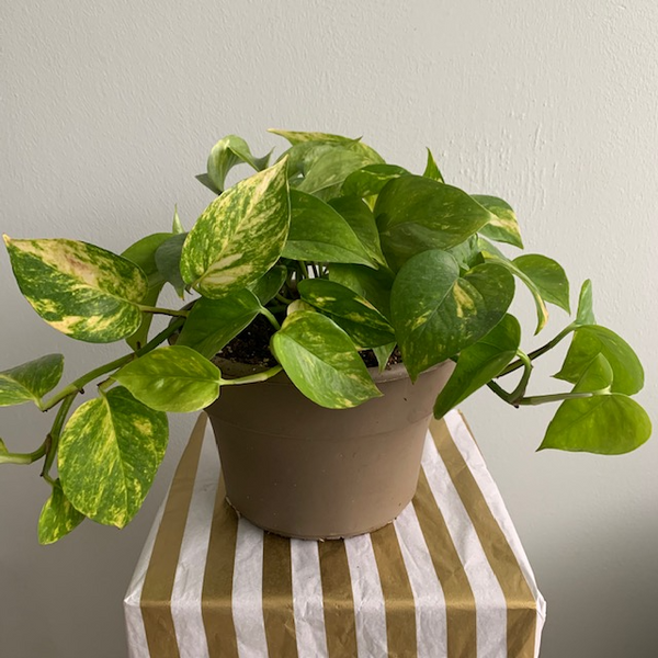 8' Golden Pothos (Money Plant) - Four Seasons Garden Centre