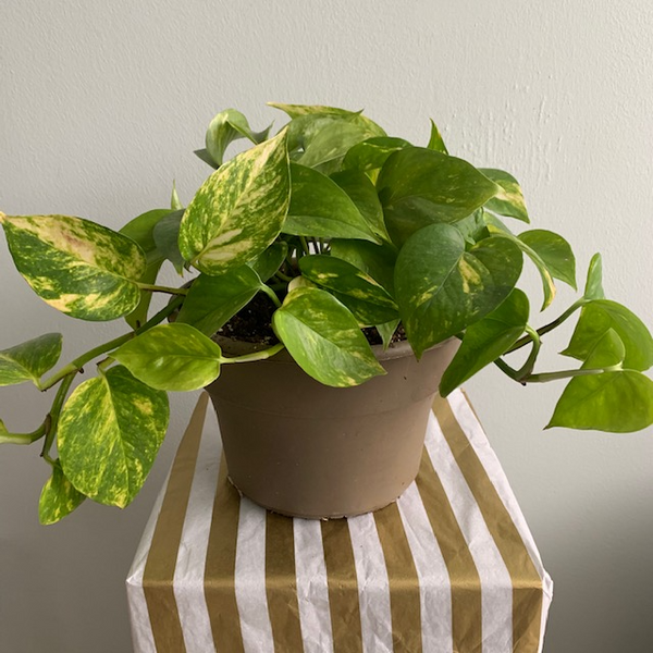 8' Golden Pothos (Money Plant) - Four Seasons Garden Centre